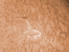 18. März 2012 h-alpha AR 1433