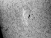 20. Mai 2012 AR 11486 h-Alpha