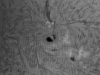 5. Mai 2013: Sonne AR 1734