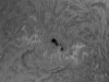 15. Mai 2013: Sonne AR1745 in h-alpha