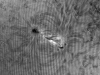07. Juni 2013: AR 1765 in H-alpha
