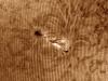 07. Juni 2013: AR 1765 in H-alpha