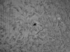 28. Mai 2013: Ar 1756 in H-Alpha