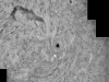 1. August 2012: AR 1529/30 H-alpha