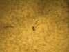 12. August 2012: H-Alpha AR 1543