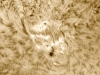 23. Januar 2013: H-Alpha AR 1660