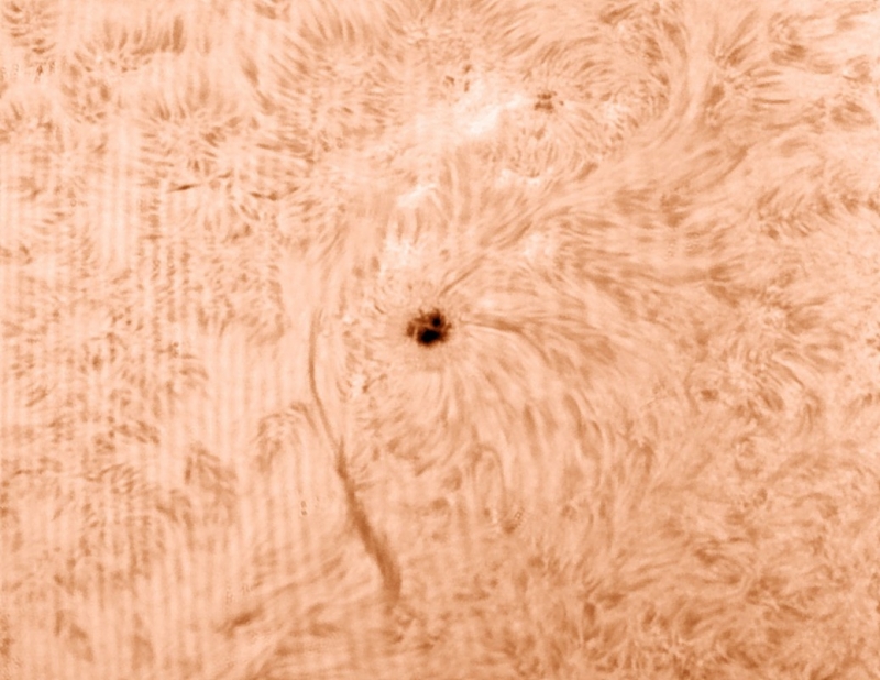 AR12082 in HA