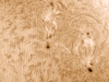 AR 12080 & 12085 in HA