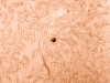 AR12082 in HA