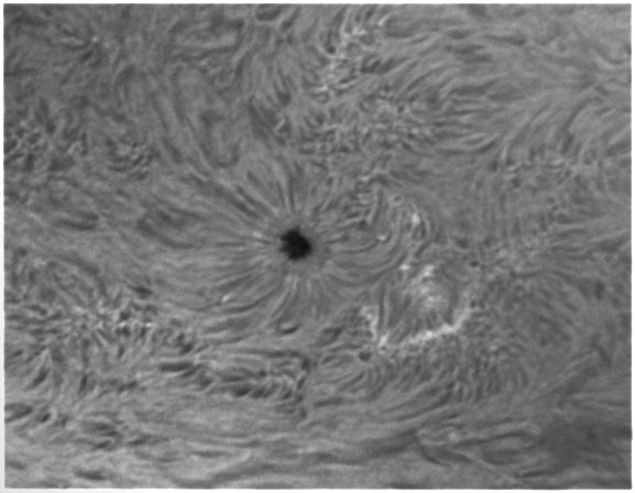 31. Oktober 2012: Sonnenfleck AR1599 h-alpha
