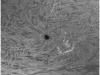 31. Oktober 2012: Sonnenfleck AR1599 h-alpha