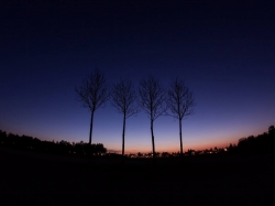 Trees at Dawn